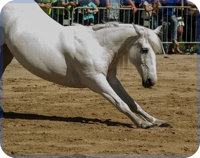 공공분양 조건과 준비사항 모두 이해하기
