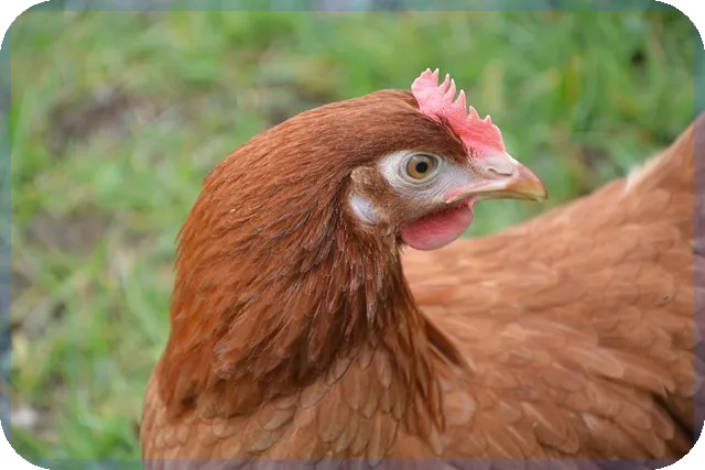 주택담보대출이란 대출 조건과 장단점은?