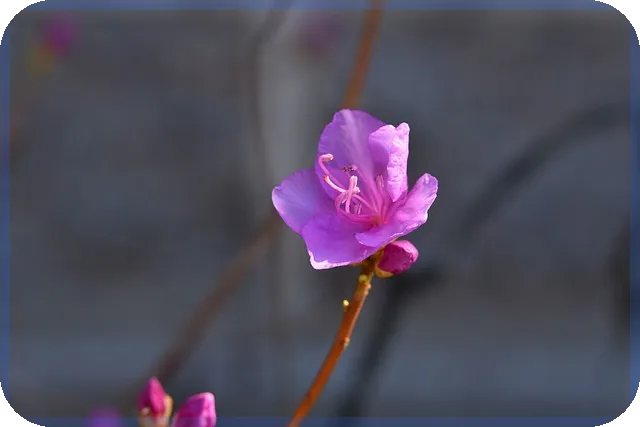 진원생명과학주가 예상 및 투자 전략 분석