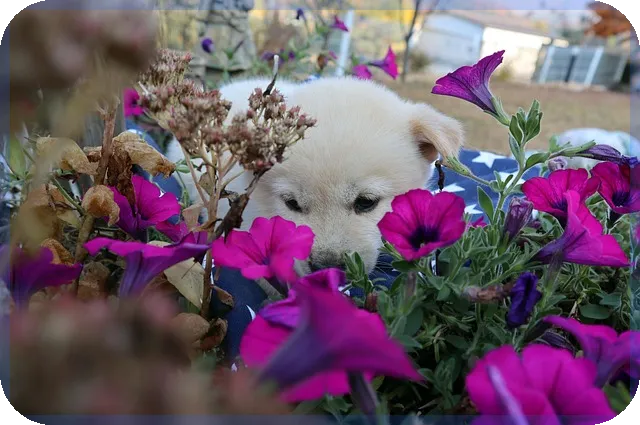 HUG안심전세대출 한도 4.5억 가능한가
