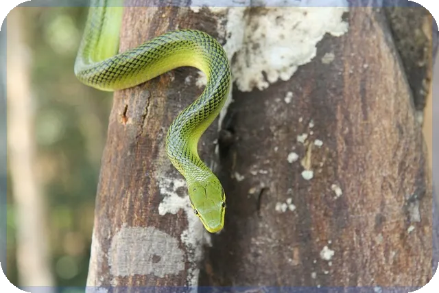 옥시덴탈주가 전망과 탄소포집 기술 성장 예상