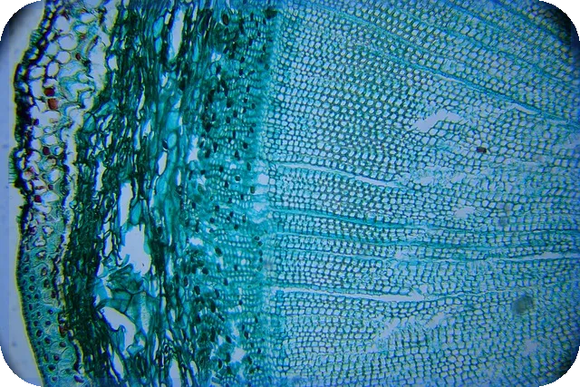 제일약품주가 상승 원인과 미래 전망 분석