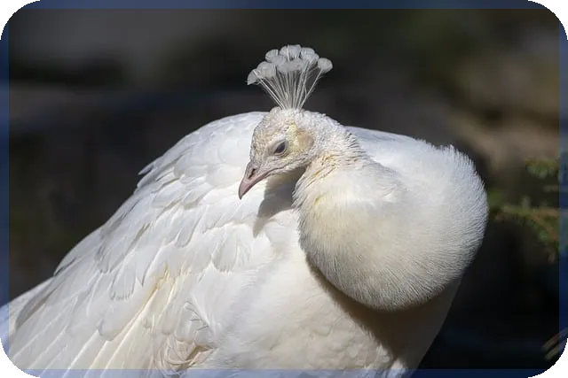 허위매물 중고차 피해 방지와 대응 전략
