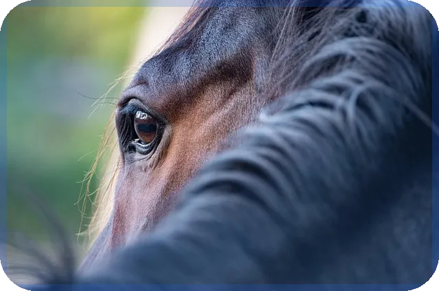 디딤돌 대출자격 조건과 혜택 총정리