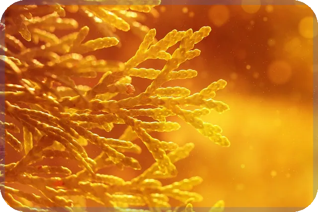 루미마이크로주가 상승 원인과 향후 전망 분석