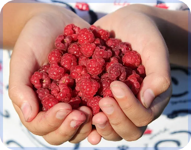 버팀목전세자금대출 조건 면적별 핵심 체크포인트