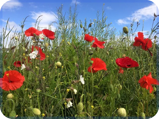 신생아 특례 대출 갈아타기 조건과 전략 총정리