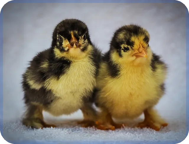 앤디포스주가 상승 전망 이끄는 핵심요인 분석