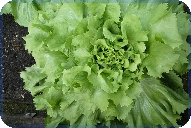 헬릭스미스주가 급락과 반등 시나리오 분석