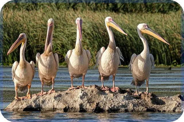 화성조암서희스타힐스 분양정보와 입지환경 분석