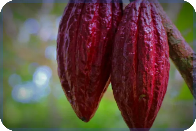 비상금대출 카카오 신용등급 영향을 아시나요