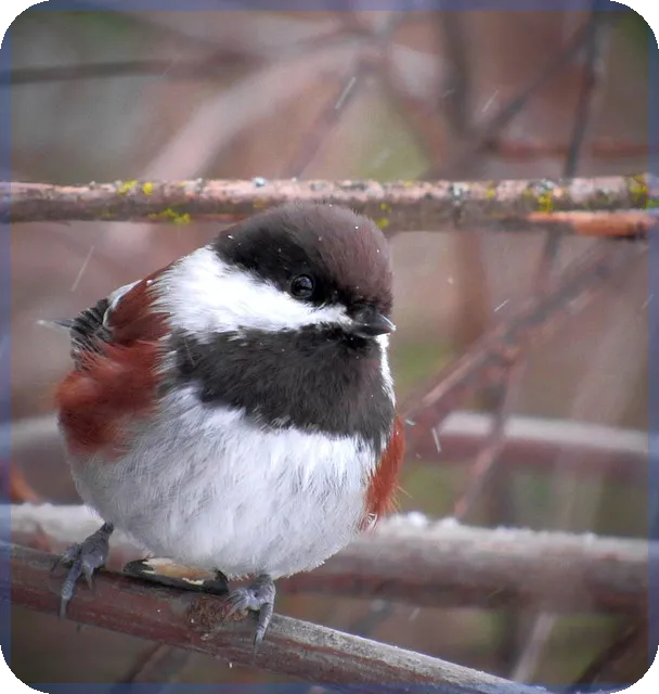 신생아 특례대출 평수 완화 혜택과 조건주목하기