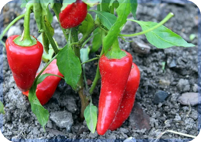 LH임대주택대출로 제주 주거안정 실현하는 방법은