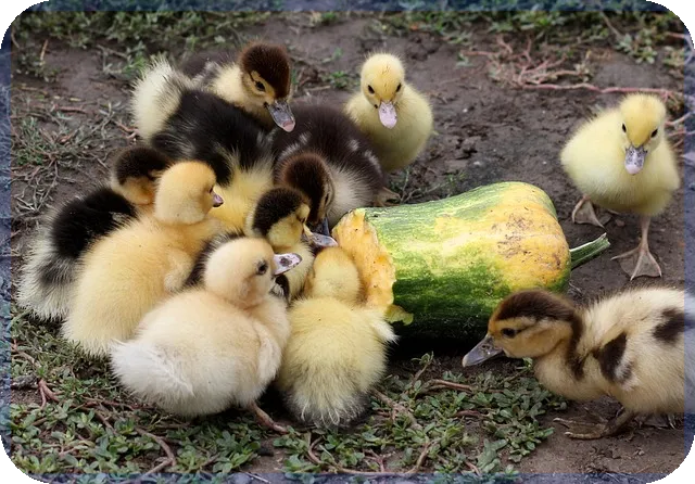 하나카드오토할부로 스마트 자동차 구매 전략