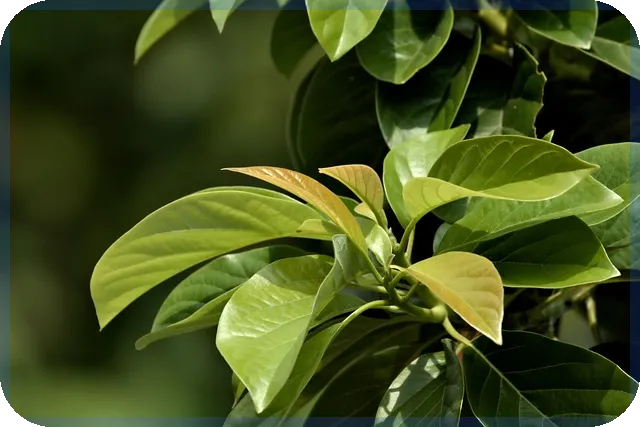 대체입고 전략으로 재고관리와 마케팅 동시에 잡기