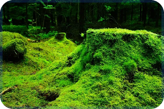 자동차단기렌트로 프라이빗 이동 만족도 높이기